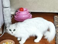 Şecereli dişi 3 yaşında ücretsiz british longhair