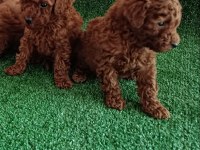Safkan Toy Poodle