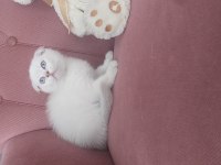 Mükemmel Erkek Scottish Fold Bebeğim