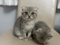 2 aylık kırık kulak dişi scottish fold