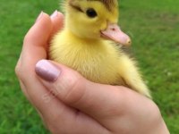 Sevimli ördek yavruları