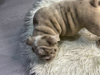 Türkiye Deki En Güzel İngiliz Bulldog Yavrularımız