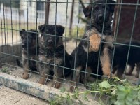 Alman Kurdu Yavru Köpekler