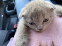Scottish Fold Yavru 1,5 Aylık