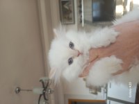 Pamuk Chinchilla Bebek Kediler