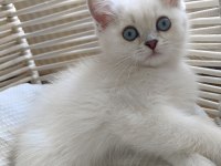 Full şecereli erkek kedimiz