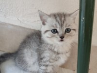 Sevimli Minik British Shorthair Yavrularımız