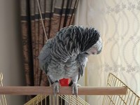 Jako Papağanı Kafesi İle Beraber