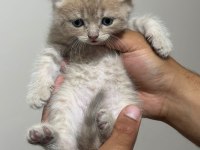 Tatlı Golden British Shorthair Yavrular