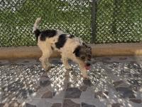 Terrier Barack Kırması İki Kardeş