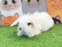 Hollanda Teddy Lop Tavşan Yavruları