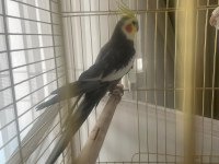 Eş Olmaya Hazır Sultan Papağanı