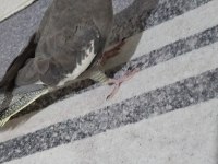 Akıllı Sultan Papağanı Paşa Elde Beslenmiş