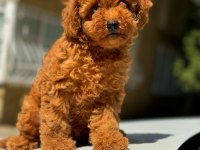 Safkan Toy Poodle Köpekleri