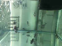 5-6 cm boylarda challenger