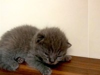 2 Beyaz Ve 2 Gri British Shorthair