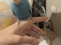 Sağlıklı Çift Muhabbet Kuşu Yumurtalı