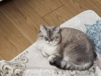 1.5 yaşındaki british shorthair oğluma yuva arıyorum ücretsiz