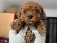 Sevimli poodle yavrularımız