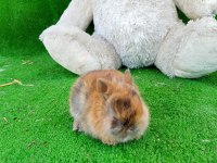 Cüce Tavşan Yavruları Gönderim Yapılır