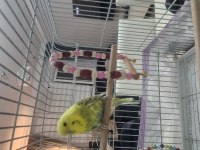 2.5 Yaşında Dişi Rainbow Muhabbet Kuşu