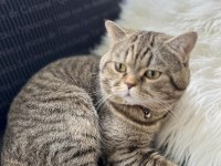 Ücretsiz british shorthair kırması kedimiz