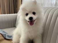 4 aylık erkek pomeranian