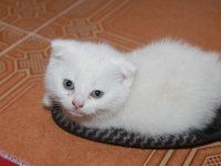 Safkan Beyaz Scottish Fold Yavrularımız