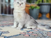 Acil Safkan British Shorthair Oğlumuz