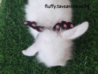 Beyaz yavru lop tavşanı