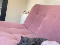 Acil Ücretsiz Sahiplendirme British Shorthair