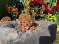 Toy Poodle Yavrularımız