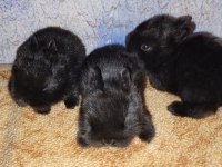 Hollanda cüce nedherland dwarf tavşan