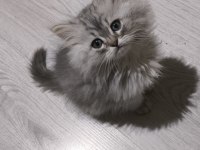 Kül kedisi tatlı chinchilla yavrularım
