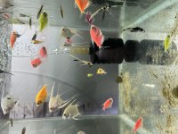 Rengarenk transgenetik tetra ve melek balıkları