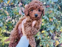 Toy poodle red brown bebeklerimiz hazır