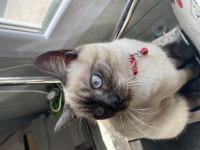 Blue Point Erkek 6 Aylık Kedimiz