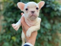 Muhteşem yüzlü french bulldog yavrularımız