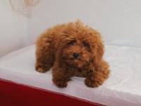 Mini boy toy poodle kızımız