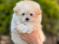 Kop Kore Maltipoo