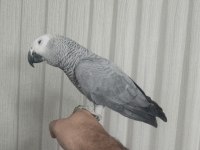 Papağan Çeşitlerimiz Mevcuttur