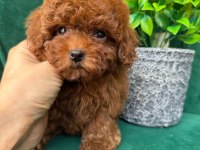 Özel üretim toy poodle yavrular