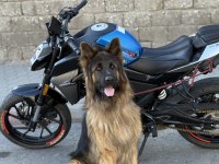 Scr belgeli show line alman kurdu