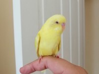 1 aylık yavru dişi muhabbet kuşu