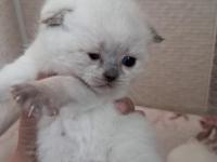 Yavru british kediler