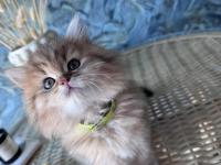 A Kalite British Longhair Golden Black Dişi Yavru