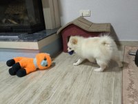 6 Aylık Tuvalet Eğitimli Acil Pomeranian