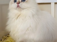 Blh Ay1233 Golden Point British Longhair