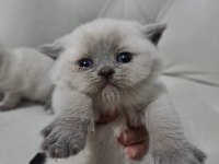 Rezerveye Açık British Shorthair Kedilerimiz