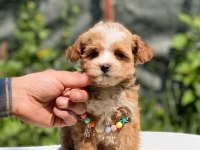 Maltipoo Dişi Köpeğimiz